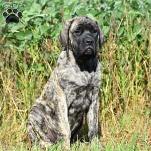 Alice, English Mastiff Puppy